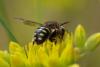 Anthidium septemspinosum